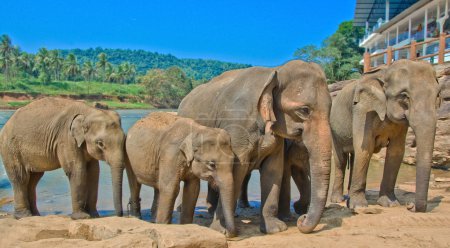 Elephants At Pinnawala Elephant Orphanage, Sri Lanka