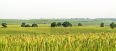 A oak trees on a green field