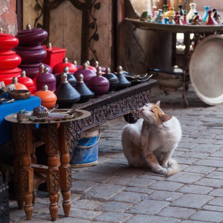 Stray cat in the souks of Marrakech, Morocco