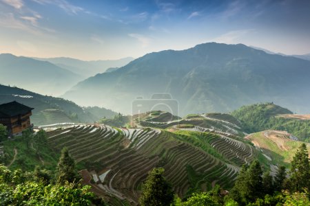 Terraced rice fields