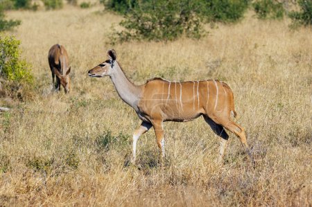 Greater Kudu female