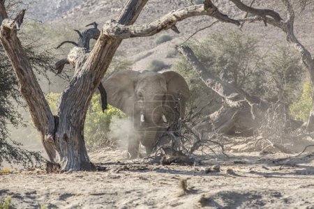 Desert elephant in Namibia