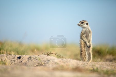 Meerkat in veld