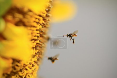 Bees flying near sunflower