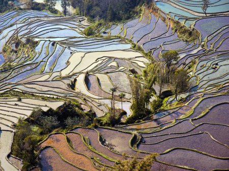 Flooded rice fields in South China