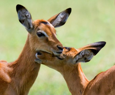 Brown African deer