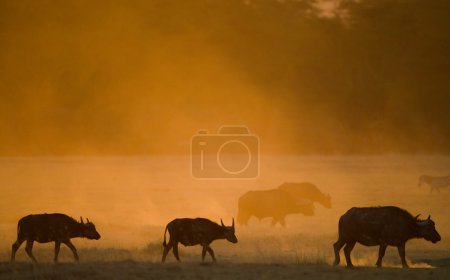 Buffalos in the savanna at sunset