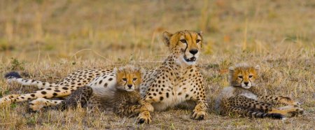 Mother Cheetah with her cubs