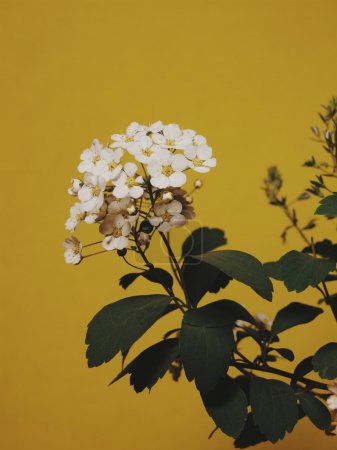 白色的小花