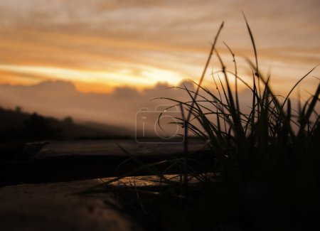 The beauty of morning with dew on grass and sunrise