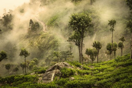 Misty road on tea plantation