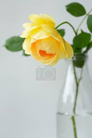 Yellow rose in vase.