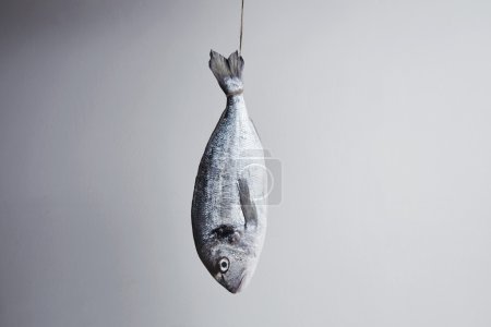 Fresh sea bream hanged for tail on rope in center, isolated in f