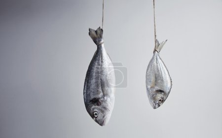 Two fresh sea breams, wild and river, big and small, hanged for