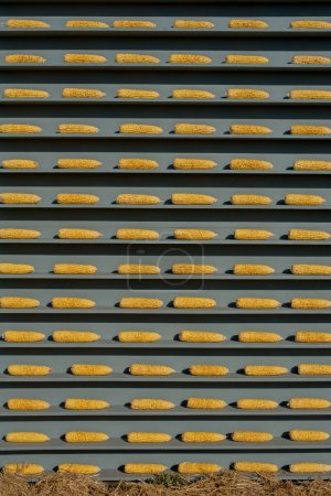 a rows of golden corn close up on a wooden gray shelves