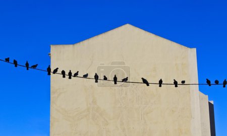 Pigeons perching on electric wire