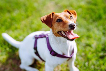 Happy active dog wearing collar  playing in fresh spring grass on sunny day.