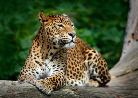 Sri Lankan leopard