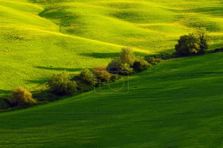 Green summer meadow