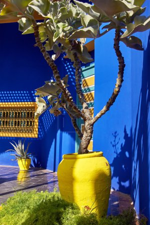 Scenic landscape of yellow flowerpots on the background of blue wall in the garden in Marrakech. Morocco    