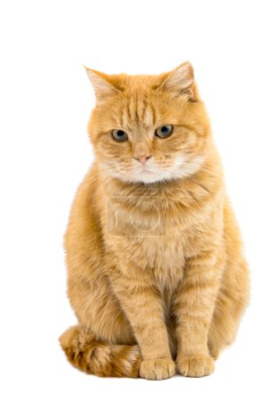 beautiful ginger cat lying on windowsill