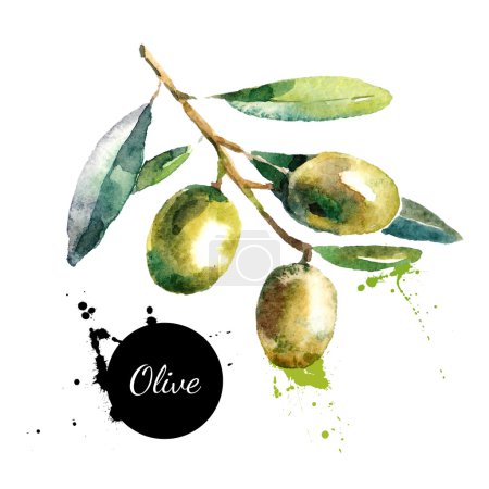 Hand drawn watercolor  olives