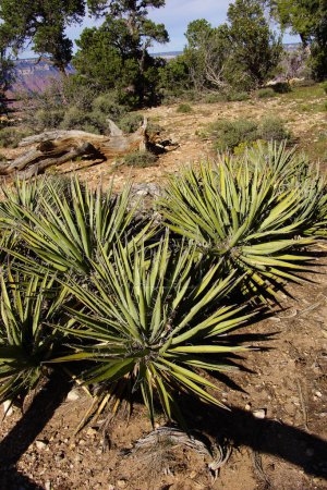 agave plant along the rim trail at the grand canyon national