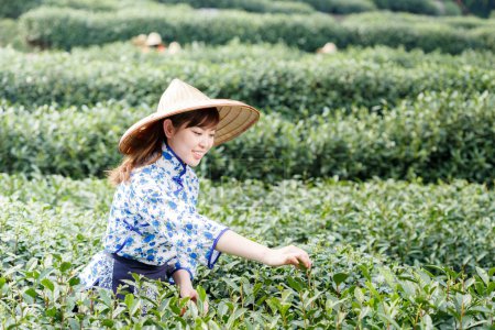 亚洲种植园采茶的漂亮女孩