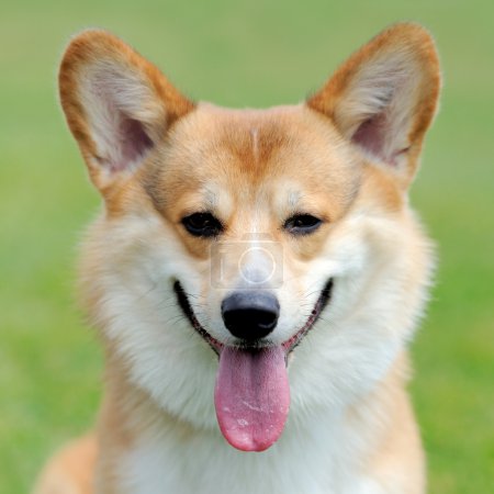 welsh corgi dog puppy sitting at feet of owner in green summer