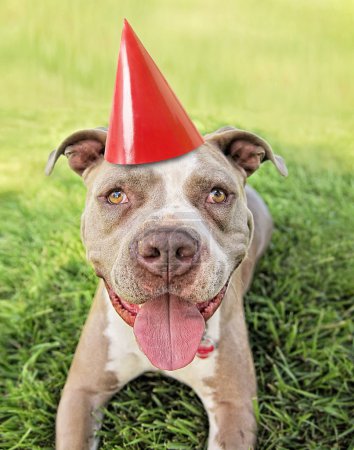 与党的帽子上的比特斗牛梗