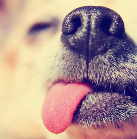 奇瓦瓦州他和舌头挂在 ou