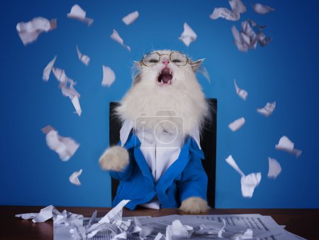 猫在一套西装，坐在办公室经理