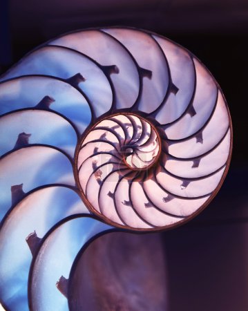 Cut away of Nautilus shell on magic background