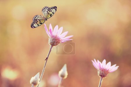 Beautiful butterfly on flower 