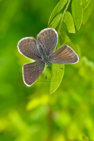 Butterfly in natural habitat (plebejus argus)