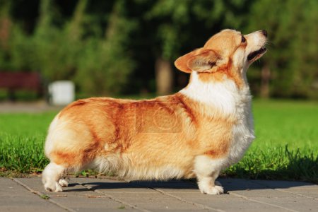 welsh corgi dog on the background of green grass