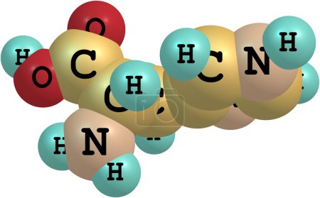 histidine acid molecule isolated on white