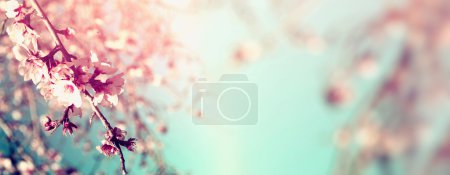 抽象春天白色的樱花树的模糊的网站横幅的背景。选择性的焦点。老式过滤