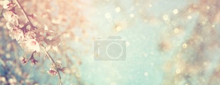 抽象春天白色的樱花树的模糊的网站横幅的背景。选择性的焦点。老式过滤