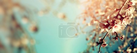 抽象春天白色的樱花树的模糊的网站横幅的背景。选择性的焦点。老式过滤