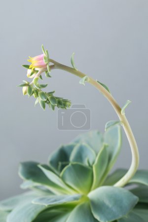 肉质的 (echeveria) 开花