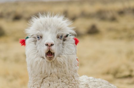 羊驼毛肖像特写