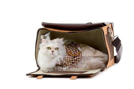在手提包里的白色敷料猫