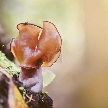 Mushroom on the tree in the deep autumn forest.