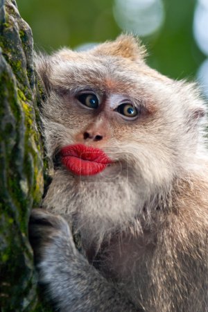 3d funny monkey with red puzzle