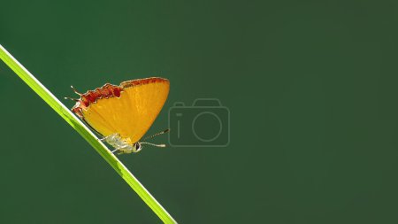 美丽的蝴蝶"紫蓝宝石"绿色背景