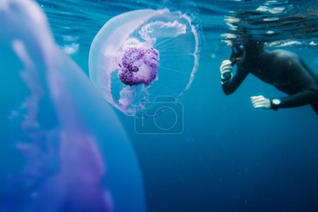 以在与水母海里游泳