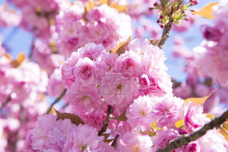 apricot blossom flowers on tree branch