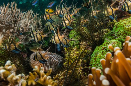 Scuba diving lembeh indonesia banggai cardinalfish underwater