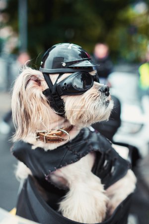 骑自行车的坚韧的狗